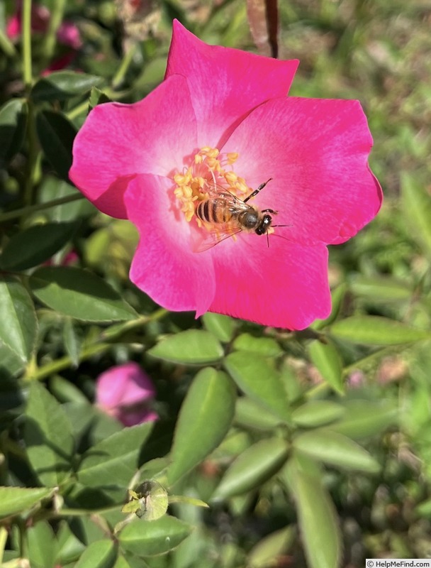'Betty Vickers' rose photo