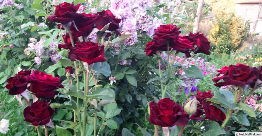 'Black Baccara ™' rose photo