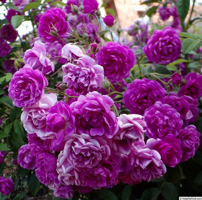 'Purple Skyliner' rose photo