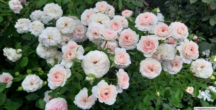 'Larissa ® (floribunda, Kordes, 1998)' rose, click to enlarge 'Larissa ® (floribunda, Kordes, 1998)' rose photo