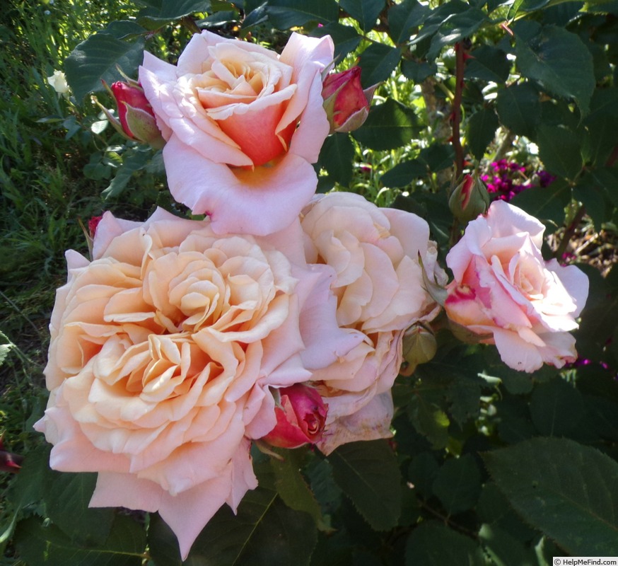 'Caramella ™ (shrub, Kordes before 2000)' rose photo