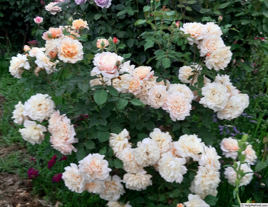 'Caramella ™ (shrub, Kordes before 2000)' rose photo