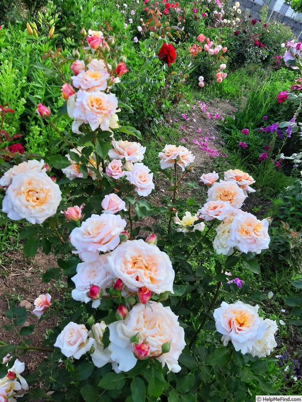 'Caramella ™ (shrub, Kordes before 2000)' rose photo