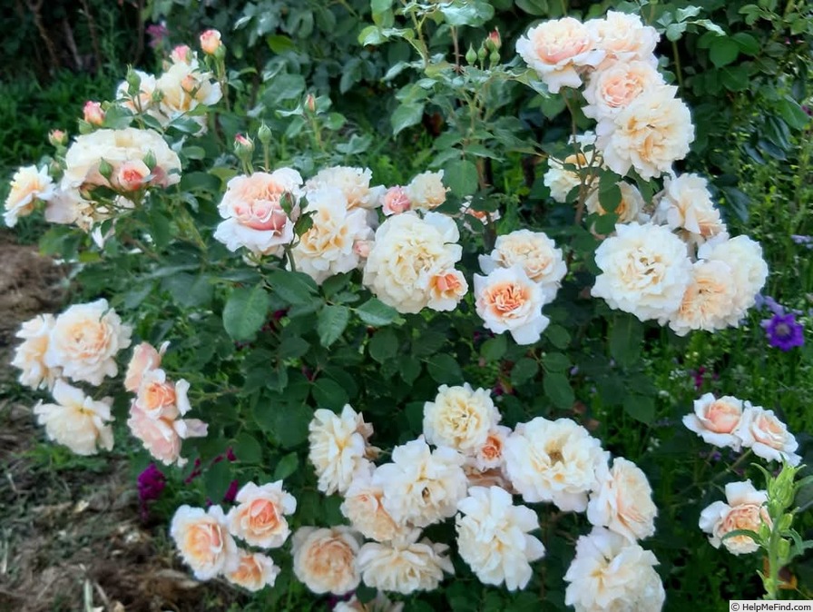 'Caramella ™ (shrub, Kordes before 2000)' rose photo