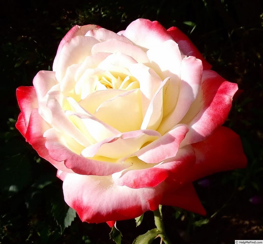 'Empress Farah' rose photo