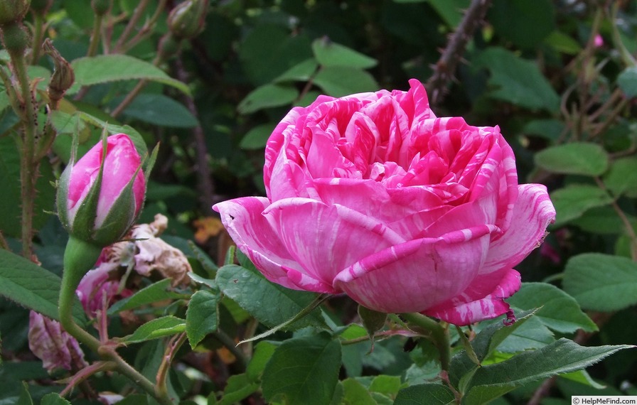 'Gilberte Dessac de Montmartre' rose, click to enlarge 'Gilberte Dessac de Montmartre' rose photo