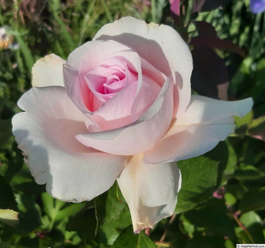 'André le Nôtre ®' rose photo