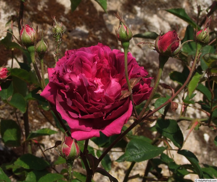 'Marcel Vrignaud' rose photo