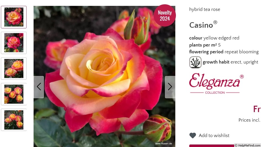 'Casino ® (hybrid tea, Kordes, 2024)' rose photo