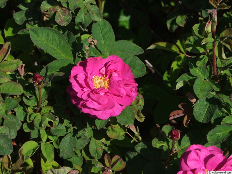 'Raimbaut de Vaqueiras' rose photo