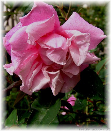 'Le Vésuve (china, Laffay, 1825)' rose photo