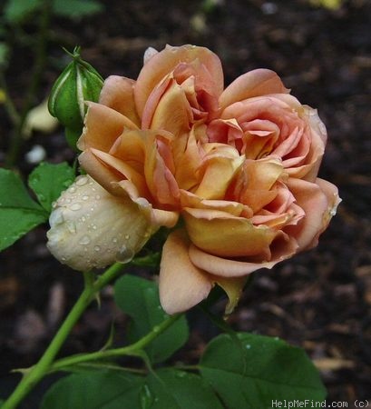 'Café (Floribunda, Kordes,1956)' rose photo