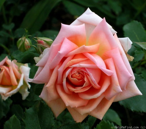 'Orange Ruffels' rose photo