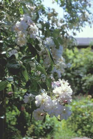 'Brenda Colvin' rose photo