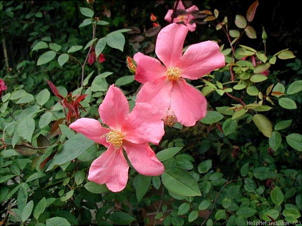 'Mutabilis (china, Unknown, before 1894)' rose photo