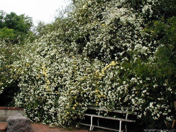 'R. banksiae alba' rose photo