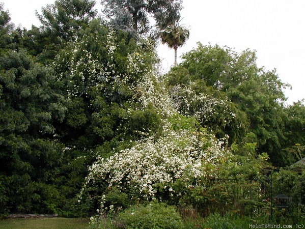'R. banksiae alba' rose photo