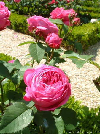 'Proserpine (bourbon, Lebougre, 1841)' rose photo