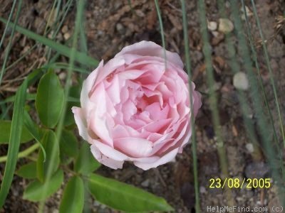 'Duchesse de Brabant' rose photo