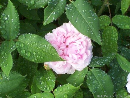 'Jacques Cartier' rose photo