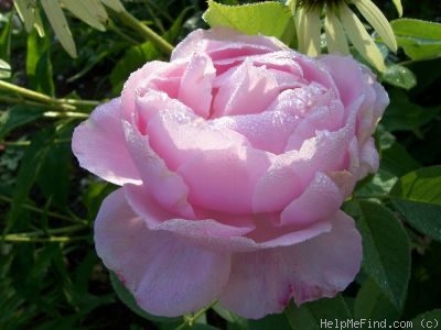 'Paul's Early Blush' rose photo