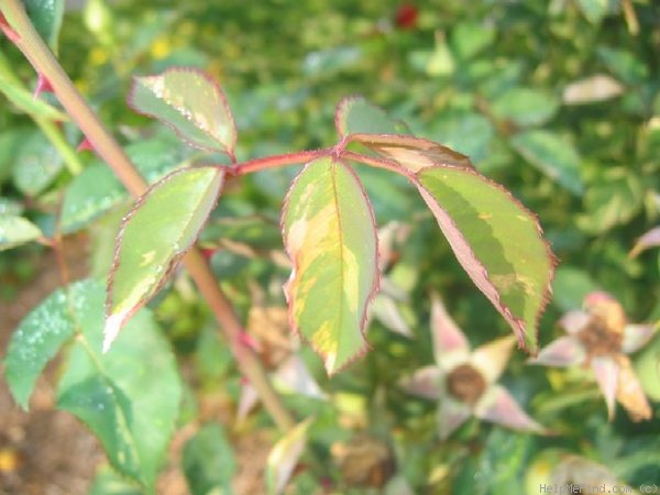 'Verschuren' rose photo