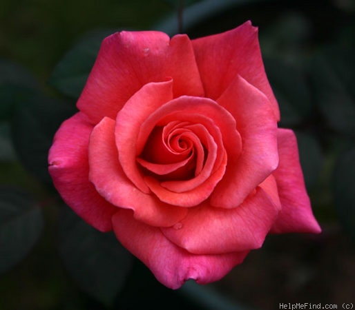 'Honeysweet' rose, click to enlarge 'Honeysweet' rose photo