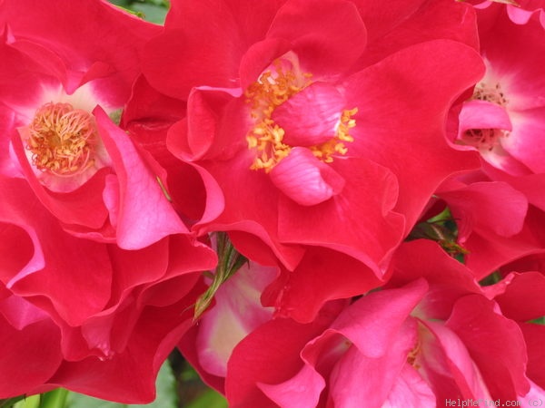 'Dortmund' rose photo