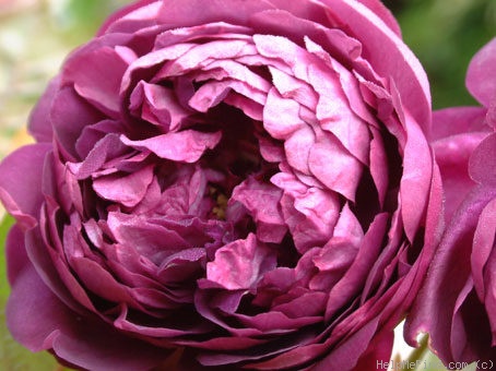 'Cardinal de Richelieu (Hybrid China, Parmentier, pre 1847)' rose photo