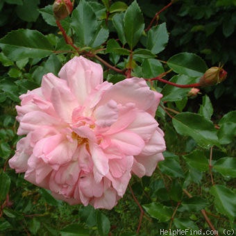 'Paul Transon (Rambler, Barbier, 1900)' rose, click to enlarge 'Paul Transon (Rambler, Barbier, 1900)' rose photo