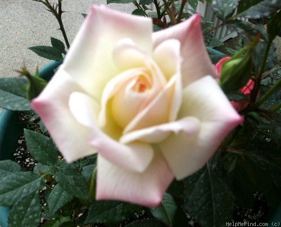 'Kayli Joy' rose photo