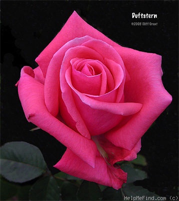 'Duftstern' rose photo