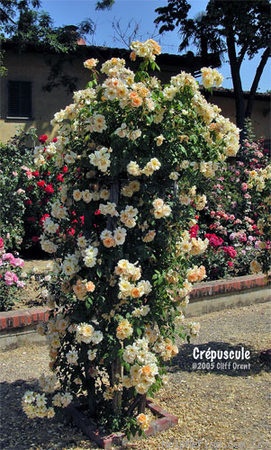 'Crépuscule (Tea Noisette, Dubreuil 1904)' rose, click to enlarge 'Crépuscule (Tea Noisette, Dubreuil 1904)' rose photo