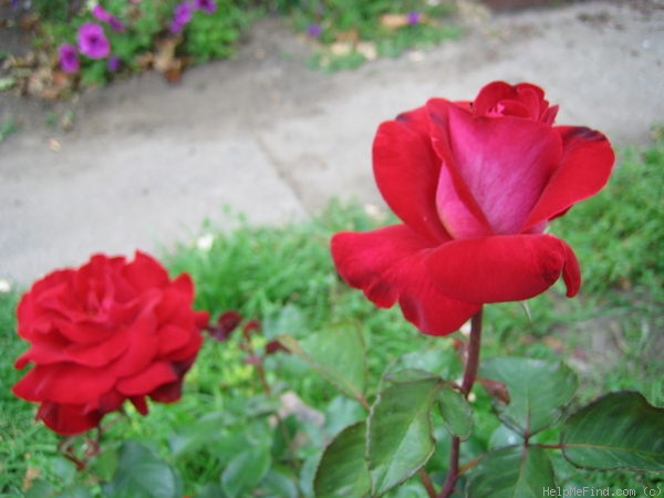 'Ronald Reagan ™' rose photo