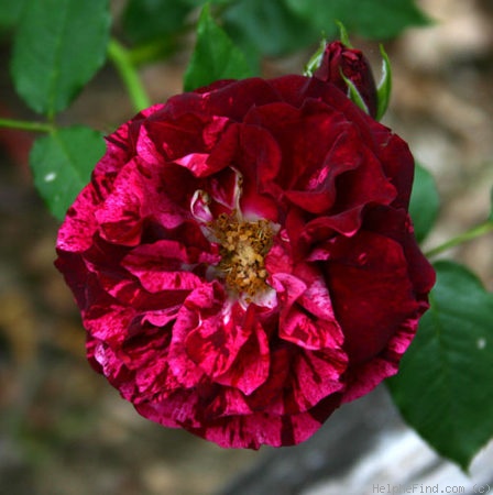 'Rembrandt Van Ryn' rose photo