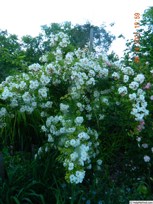 'Lykkefund (Rambler, Olsen, 1930)' rose, click to enlarge 'Lykkefund (Rambler, Olsen, 1930)' rose photo