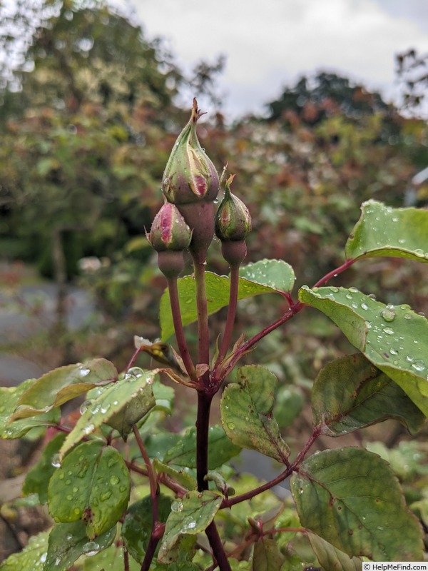 'Hérodiade' rose photo