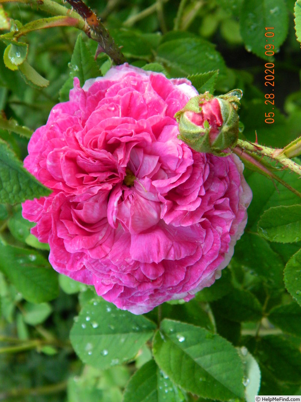 'Ambroise Paré (gallica, Vibert, 1846)' rose, click to enlarge 'Ambroise Paré (gallica, Vibert, 1846)' rose photo