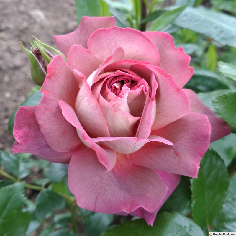 'The Journey' rose, click to enlarge 'The Journey' rose photo