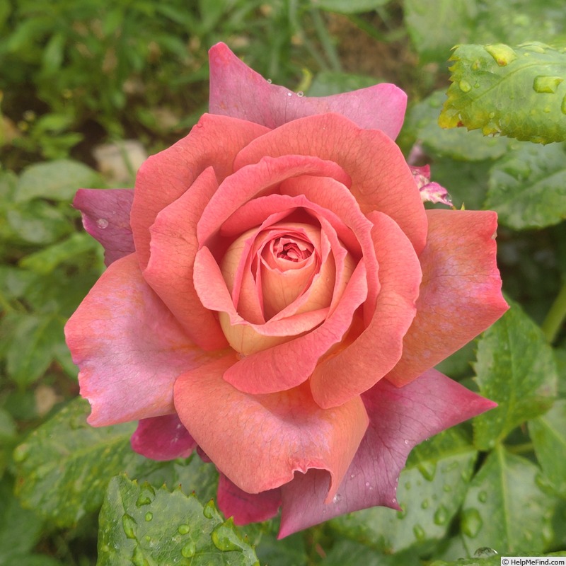 'The Journey' rose, click to enlarge 'The Journey' rose photo