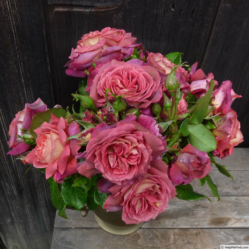 'The Journey' rose, click to enlarge 'The Journey' rose photo