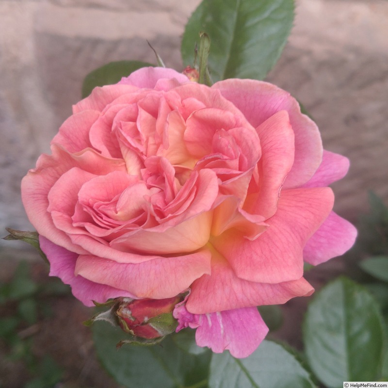 'The Journey' rose, click to enlarge 'The Journey' rose photo