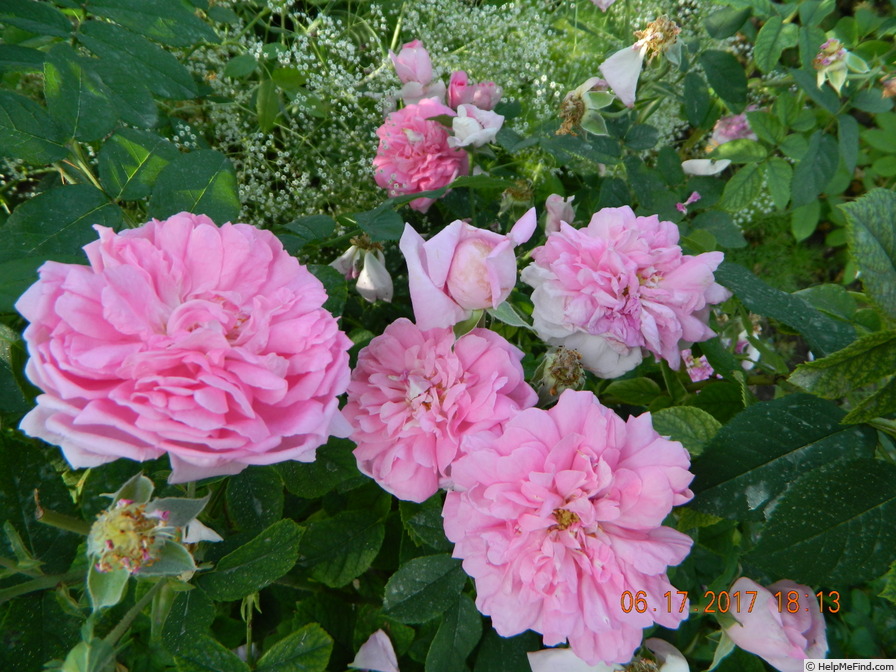 'Ispahan (damask, Unknown, before 1827)' rose photo