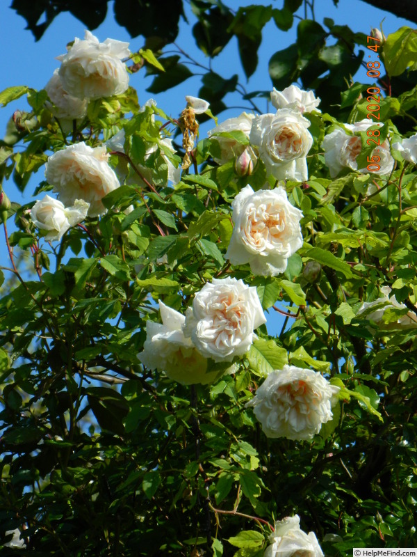 'Madame Alfred Carrière (noisette, Schwartz 1875)' rose, click to enlarge 'Madame Alfred Carrière (noisette, Schwartz 1875)' rose photo