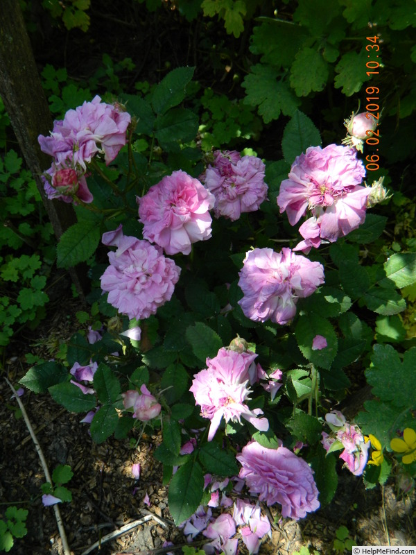 'Belle de Crécy (Gallica, Roeser, 1829)' rose, click to enlarge 'Belle de Crécy (Gallica, Roeser, 1829)' rose photo