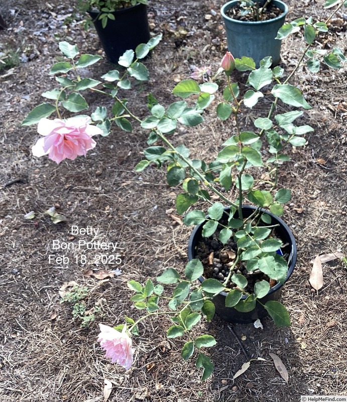 'Betty (hybrid tea, Dickson, 1905)' rose, click to enlarge 'Betty (hybrid tea, Dickson, 1905)' rose photo