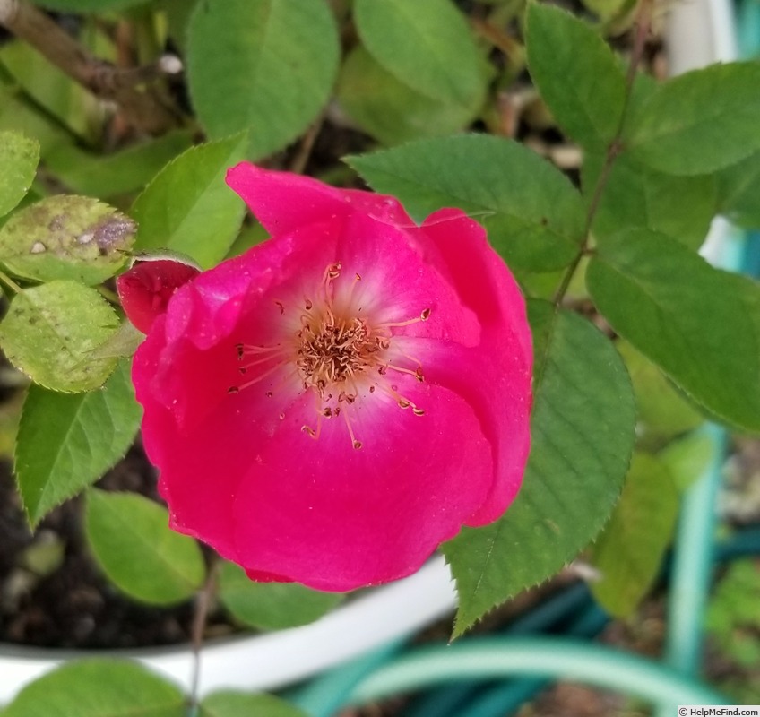'Kirsten Poulsen' rose photo