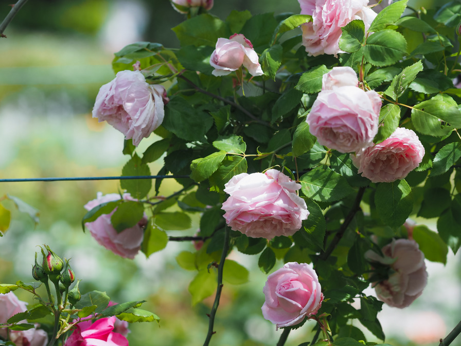 'Captain Christy, Cl.' rose photo
