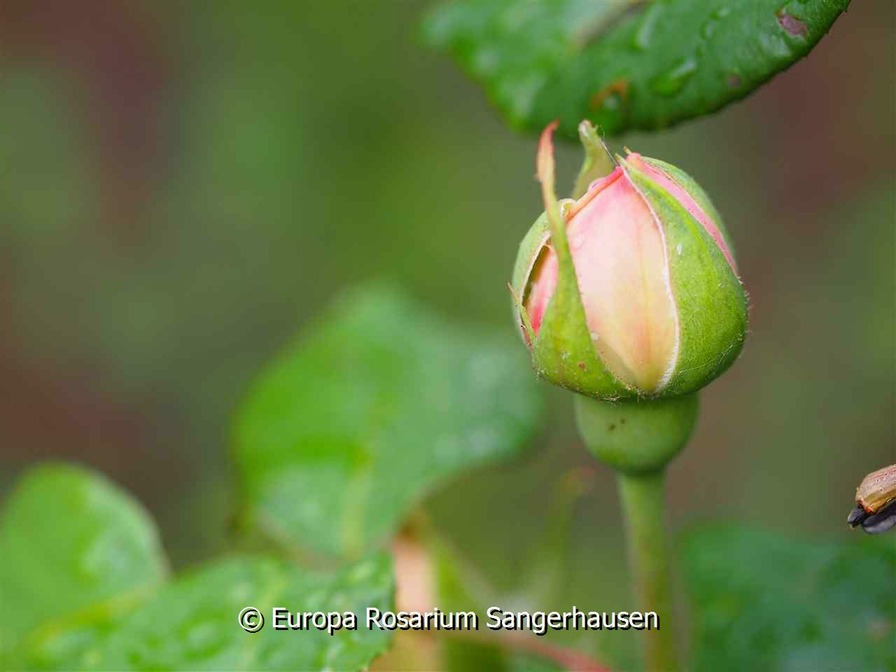 'Fürst Bismarck' rose photo