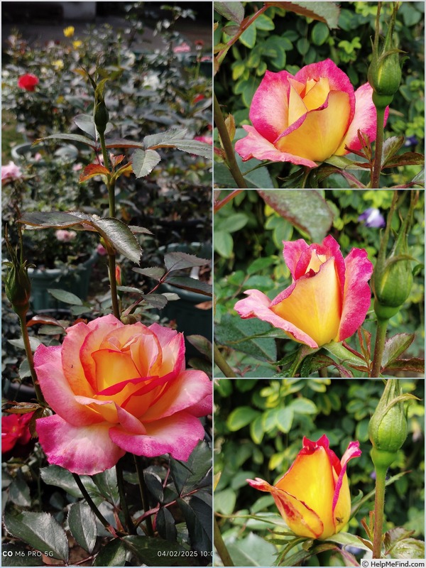 'Love & Peace ™ (hybrid tea, Twomey & Lim 2001)' rose photo